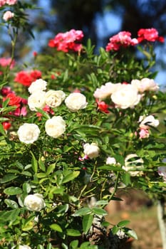 Roses in garden