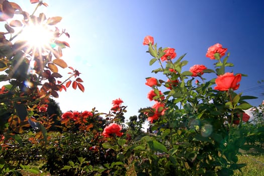 Roses in garden