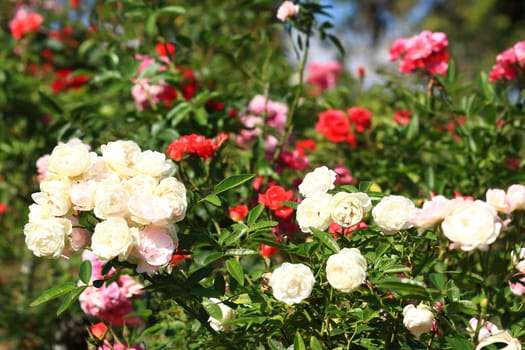 Roses in garden