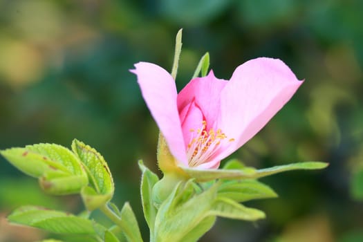 Roses in garden