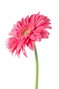 Pink gerbera daisy flower isolated on white background.