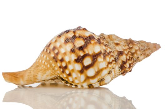 Sea shell on white reflective background.