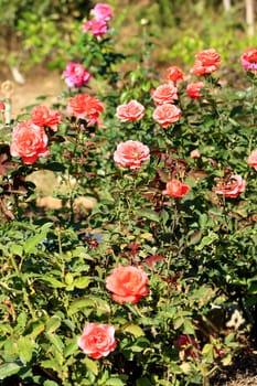 beautiful bush of red roses