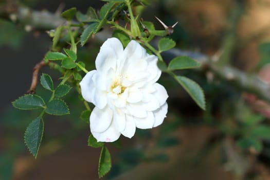 Roses in garden