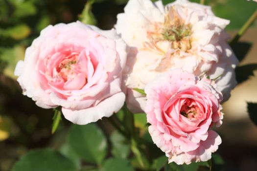 Roses in garden