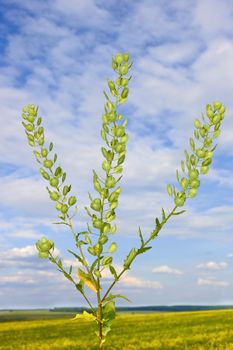 Field Pennycress plant on the background of field and sky with white clouds. Latin name: Thlaspi arvense. Mustard family � Brassicaceae.