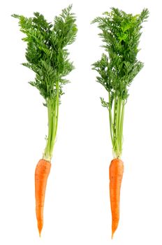Two fresh carrots isolated on white background.