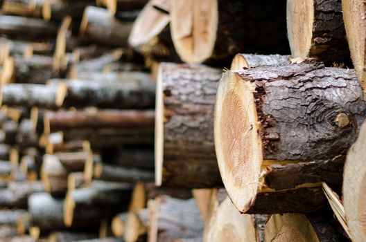 wood pile background, focus on right tree trunk.