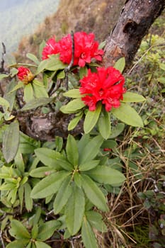 rhododendron flower background in Doi Inthanon, Thailand.