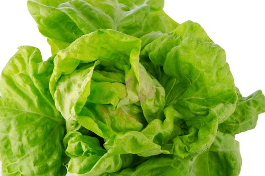 Fesh green lettuce salad closeup