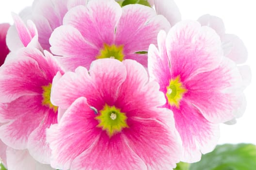Closeup of pink primrose  on white background.