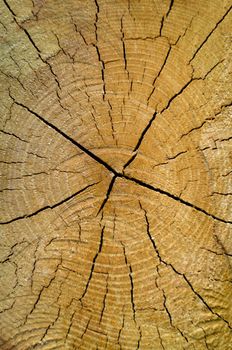 Old pine tree cut texture.