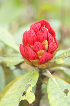 rhododendron flower background in Doi Inthanon, Thailand.