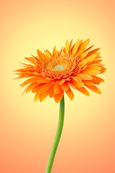 Orange gerbera daisy flower on pink background.