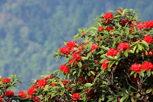 rhododendron flower background in Doi Inthanon, Thailand.