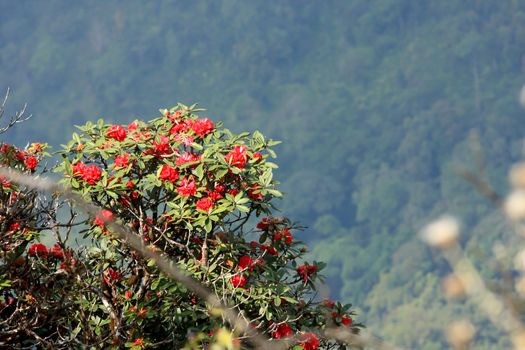 rhododendron flower background in Doi Inthanon, Thailand.