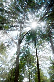 Sun Shining Through Tree in Forest