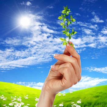 Hands holding green sprouts and sunny sky