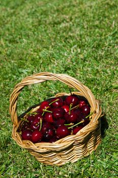 fresh portuguese cherries in a wicker basted (grass background)