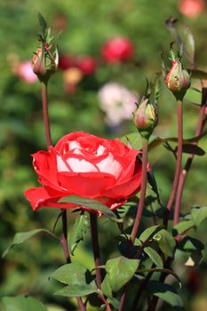 Roses in garden