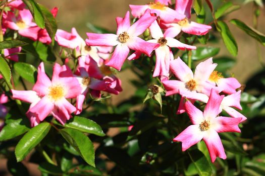 Roses in garden