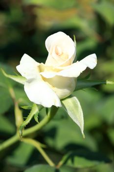 Roses in garden