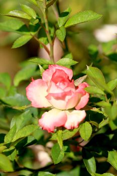 Roses in garden