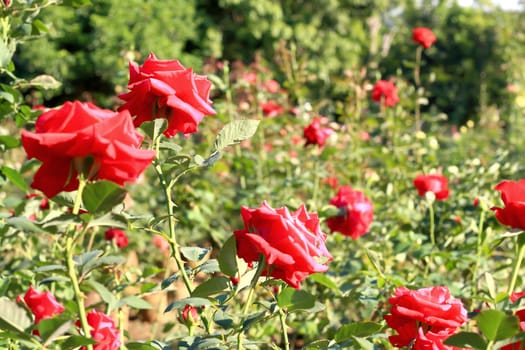 Roses in garden