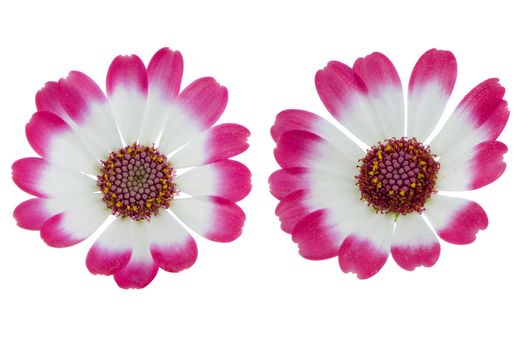 Closeup of beautiful pink flowers isolated on white background.