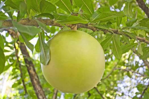 The calabash, or gourd Japan. Wood is a popular garden plant. Or public park.