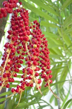 MacArthur ripe red ornamental garden plant from a small height.