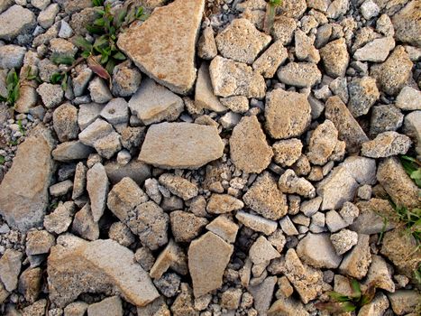 Cracked concrete on ground with plant