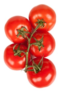 Branch of fresh tomatoes with water droplets isolated on white