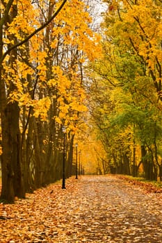 Walkway in autumn park