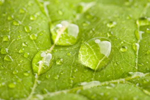 Green leaf with three big water droplets macro - shallow DOF