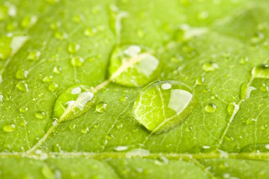 Green leaf with three big water droplets macro - shallow DOF