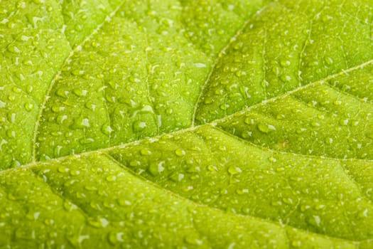 Green leaf with water droplets macro