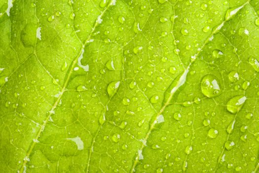 Green leaf with water droplets macro