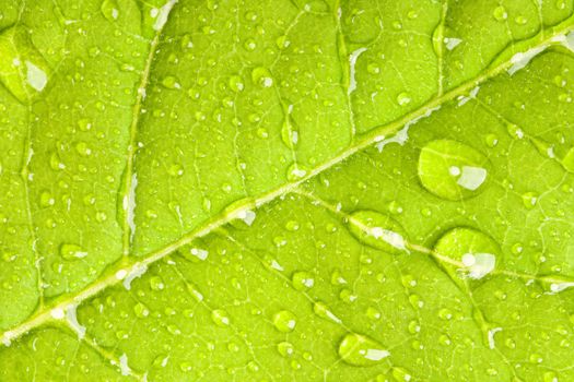 Green leaf with water droplets macro