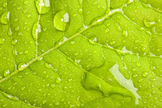 Green leaf with water droplets macro