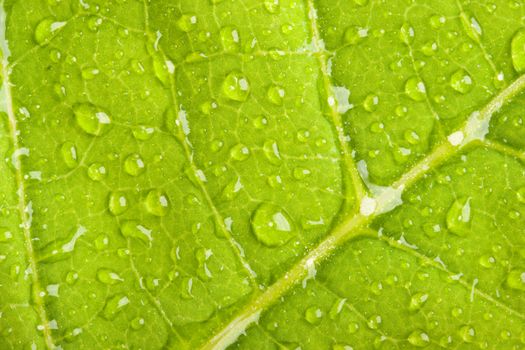 Green leaf with water droplets macro