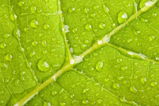 Green leaf with water droplets macro