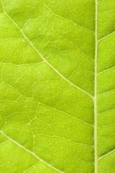 Green leaf close up