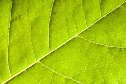 Green leaf close up