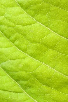 Green leaf close up