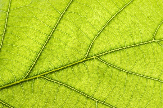 Green leaf close up