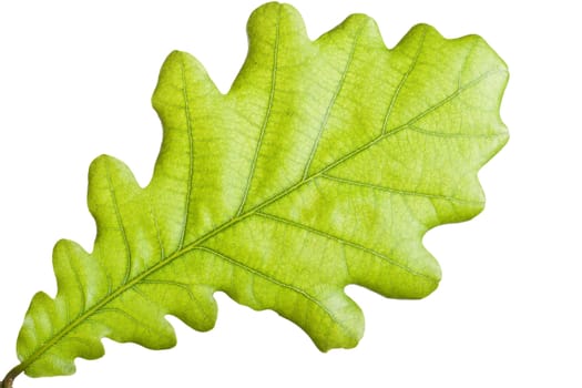 Green leaf close up