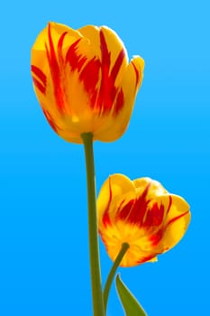 Two tulips in blue sky