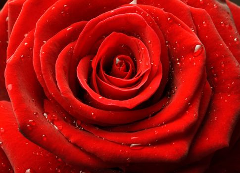 Red rose with water drops close up