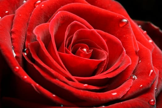 Red rose close up shot